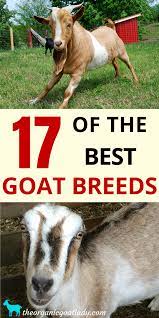 17 Of The Best Goat Breeds - The Organic Goat Lady Goats Types Of Goats Breeds