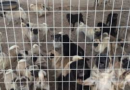 French bulldog breeder is located in richmond, virginia and we can also organize interstate domestic shipping. Over 100 Pugs Looking For A New Home After Puppy Mill Rescue 3 Million Dogs