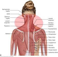 Human muscles of the shoulder and neck poster. Muscle Spasming Of The Neck Most Often Affects The Posterior Extensor Musculature Body Muscle Anatomy Neck Muscle Anatomy Muscle Anatomy