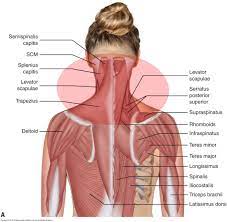 Some causes of shoulder pain resolve within a few weeks without any treatment apart from simple medicines for pain relief. Muscle Spasming Of The Neck Most Often Affects The Posterior Extensor Musculature Body Muscle Anatomy Muscle Anatomy Neck Muscle Anatomy