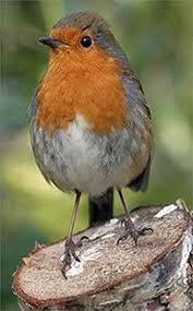 Birds That Start With Red European Robin Pet Birds European Robin Cute Birds