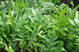 Image result for Microsorum scolopendria