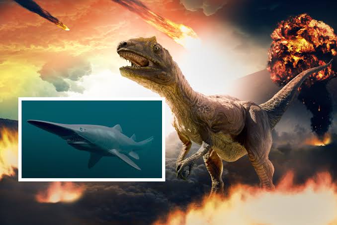 How Sharks Survived the Mass Extinction Asteroid That Killed the Dinosaurs  - Newsweek