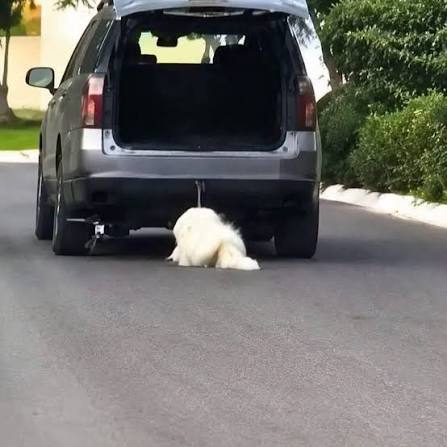 En Coahuila hay indignación tras el maltrato contra Rocky: el perro de la familia de un miembro activo del PAN en Saltillo. Venga de quien venga, condenamos enérgicamente el maltrato animal y