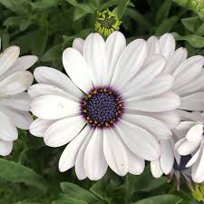 Image result for foto Osteospermum