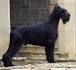 Giant Schnauzer Dog Breed Profile | Petfinder