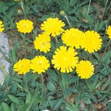 Image result for Tolpis