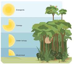 The tropical rainforest is a hot, moist biome where it rains all year long. Gcse Geography Tropical Rainforests Flashcards Quizlet