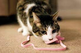 kediler iple oynamayi neden severler enpati net kedi davranislari