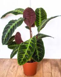 Once you've separated your calathea and have obtained one or multiple clumps to propagate, it's time to choose whether you'd like to grow your new plant in water or soil. Calathea Warscewiczii Care Guide Tips Tricks The City Wild