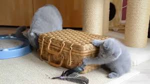 The british shorthair is both one of britain's oldest and most enduringly popular cat breeds. British Shorthair Kittens For Sale Adoptapet Com