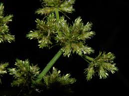 Image result for Fuirena bullifera