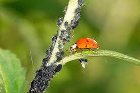 Maybe you would like to learn more about one of these? Longview Texas Pest Control