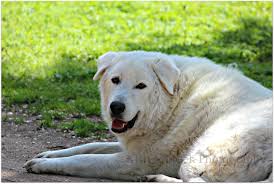 Akbash Maremma Dog Turkish Shepherd Akbas Coban Kopegi Akbas Coban Kopegi Akbash Akbash Dogs And Puppies Dogs
