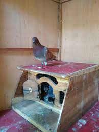 Mie burung dara mie kering pipih 140 gr. Penggemar Merpati Balap Boyolali Pmbb Facebook