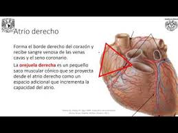 Orejuela corazon / diapositivas de anatomia del corazon docsity : Corazon Conf Interna Youtube