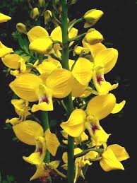 Image result for Eulophia hirschbergii