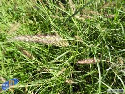 Image result for Cenchrus geniculatus