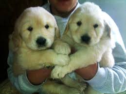 Goldadditions Golden Retriever Breeder Hanoverton Ohio