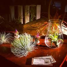 We did not find results for: 50 Creative Ideas To Display Your Air Plants In A Most Spectacular Way