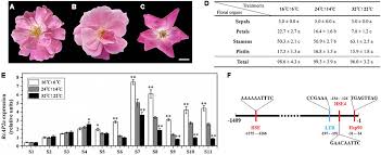 Check spelling or type a new query. Frontiers An Apetala2 Homolog Rcap2 Regulates The Number Of Rose Petals Derived From Stamens And Response To Temperature Fluctuations Plant Science