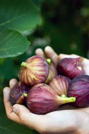 Mature fig trees can be 15 to 30 feet tall. How To Grow A Fig Tree In Your Backyard Gardener S Path
