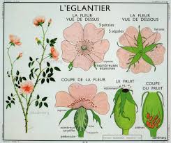 Vintage French Editions Rossignol Montmorillon Botany Chart Etsy School Posters Vintage French Posters Rose Art