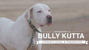 Bully kuttas puppies can be found as low as $300 and up to around $1,200. Bully Kutta Fiercely Loyal And Protective Youtube