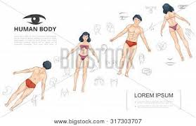 Find & download free graphic resources for body parts. Cartoon Human Anatomy Vector Photo Free Trial Bigstock