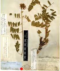 Image result for Aeschynomene glauca