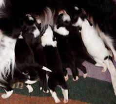 Advertise, sell, buy and rehome smooth collie dogs and puppies with pets4homes. Rough Smooth Coat Border Collies What You Need To Know Bordercolliehealth
