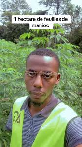 Vente De Manioc Libreville