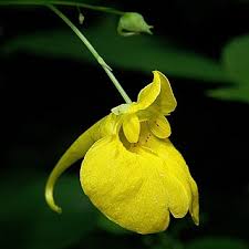 Image result for Impatiens gesneroidea
