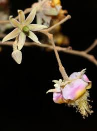 Image result for Maerua becquetii