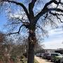 Profile Picture of Quercus marilandica (Blackjack Oak, Oaks)on Google
