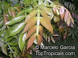 Image result for Inga