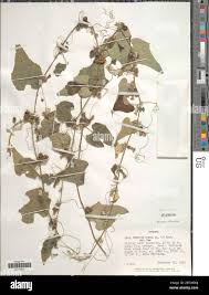 Image result for Zehneria scabra