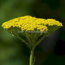 Gold Or Fern Leaf Yarrow Achillea Filipendulina Flower Seeds From Victory Seeds Herbs Medicinal Herbs Yarrow Essential Oil