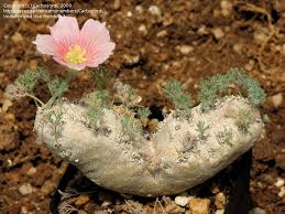 Image result for Monsonia senegalensis