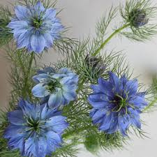 It stands for desire, love, and the metaphysical striving for the infinite and unreachable. Nigella Baby Blue Flowers Fiftyflowers Com
