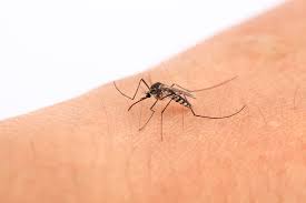 The house brand is fine. How To Get Rid Of Mosquito Bites Asap Geelong Medical Health Group