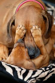 Hundefotografie Rund Um Adelebsen Gottingen Und Kassel Hunde Dackel Hundebabys