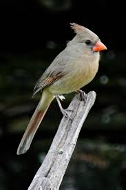 Check spelling or type a new query. Northern Cardinal Cardinalis Cardinalis Natureworks