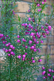 Plantfiles Pictures Red Boronia Boronia Heterophylla By Kennedyh Flowers Australia Australian Native Flowers Australian Native Garden