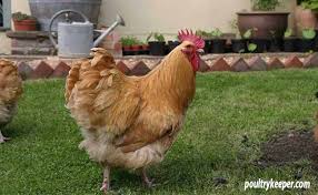 Have a broody hen that you'd like to set up for success, with raising a brood of chicks? Will Chickens Ruin My Garden