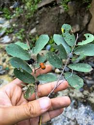 Image result for Grewia mollis