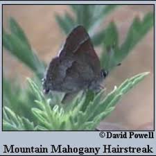 Image result for Satyrium macrophyllum