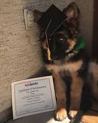 Max Graduated His 6 Week Long Puppy Education Training Long Coat Max Germanshepherd German Shepherd Memes German Shepherd Facts German Shepherd Puppies