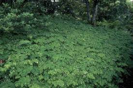 A flowering ground cover plant can transform a tricky bare patch of dirt into a riot of colour or fragrance. 10 Ground Covers For Shade Finegardening