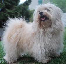 Le Bichon Havanais Caractere Et Besoins Havanese Dogs Animals Friends Havanese
